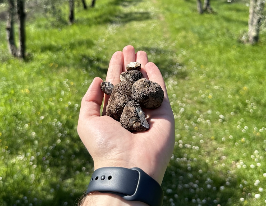Fattoria Collebrunacchi